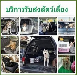 รถรับจ้างรับส่งสัตว์เลี้ยงทั่วไทย