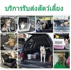 รถรับส่งสัตว์เลี้ยง